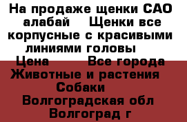 На продаже щенки САО (алабай ). Щенки все корпусные с красивыми линиями головы . › Цена ­ 30 - Все города Животные и растения » Собаки   . Волгоградская обл.,Волгоград г.